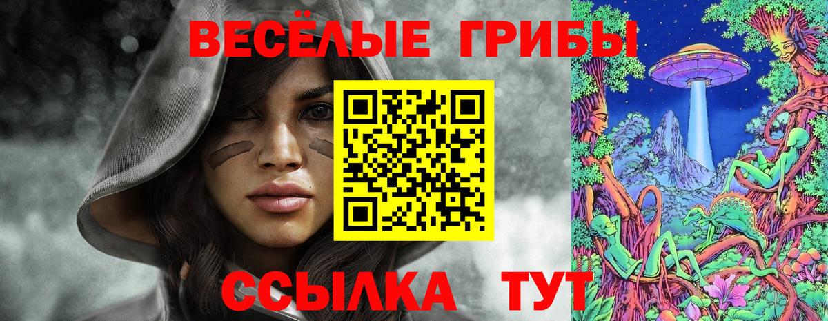 Галлюциногенные грибы Psilocybe Сосновый Бор